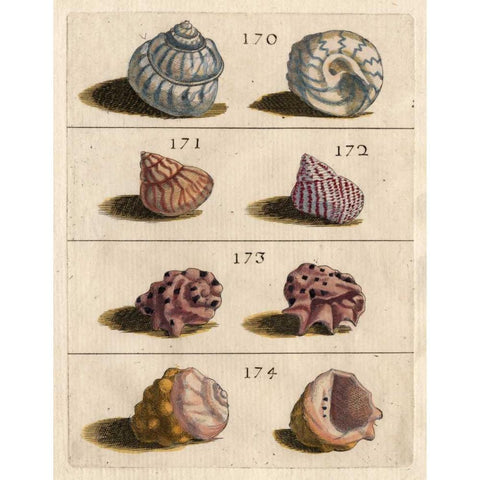 Shell Collection IV White Modern Wood Framed Art Print by Unknown