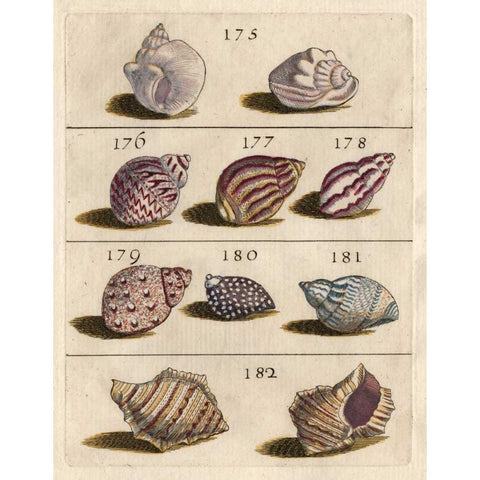 Shell Collection VI Black Modern Wood Framed Art Print with Double Matting by Unknown