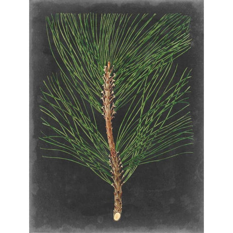 Dramatic Pine I White Modern Wood Framed Art Print by Vision Studio