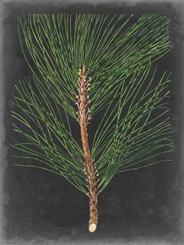 Dramatic Pine I Black Ornate Wood Framed Art Print with Double Matting by Vision Studio