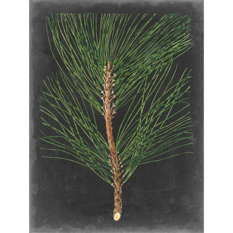 Dramatic Pine I Black Modern Wood Framed Art Print by Vision Studio