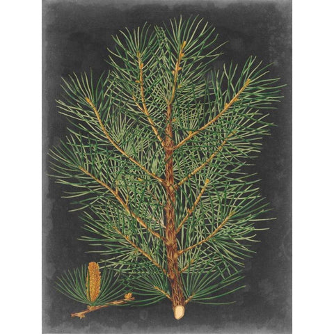 Dramatic Pine II Gold Ornate Wood Framed Art Print with Double Matting by Vision Studio