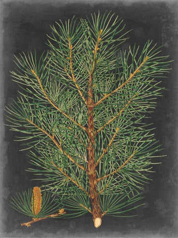 Dramatic Pine II Black Ornate Wood Framed Art Print with Double Matting by Vision Studio