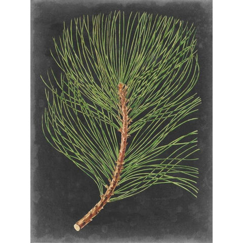 Dramatic Pine III Black Modern Wood Framed Art Print with Double Matting by Vision Studio