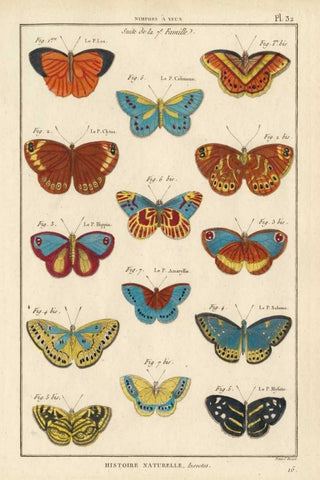 Histoire Naturelle Butterflies I White Modern Wood Framed Art Print with Double Matting by Unknown