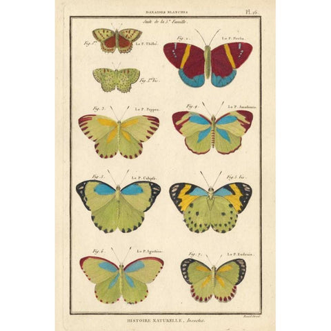 Histoire Naturelle Butterflies II Gold Ornate Wood Framed Art Print with Double Matting by Unknown