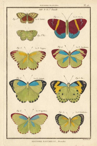 Histoire Naturelle Butterflies II Black Ornate Wood Framed Art Print with Double Matting by Unknown