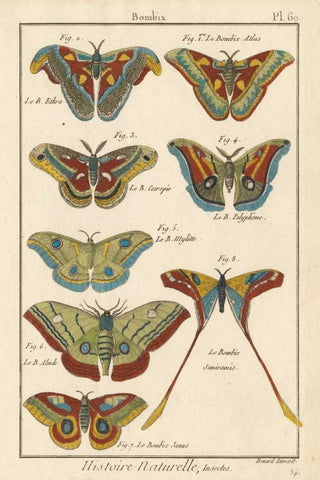 Histoire Naturelle Butterflies III Black Ornate Wood Framed Art Print with Double Matting by Unknown