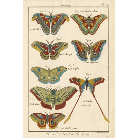 Histoire Naturelle Butterflies III Black Modern Wood Framed Art Print with Double Matting by Unknown