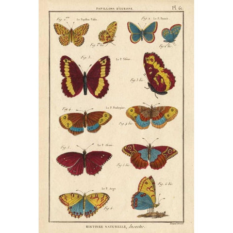 Histoire Naturelle Butterflies IV White Modern Wood Framed Art Print by Unknown