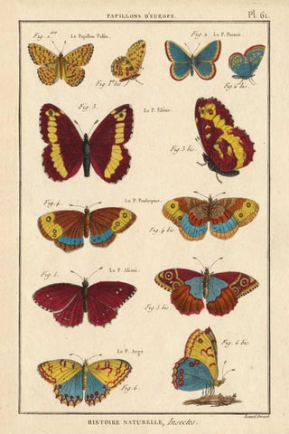 Histoire Naturelle Butterflies IV Black Ornate Wood Framed Art Print with Double Matting by Unknown