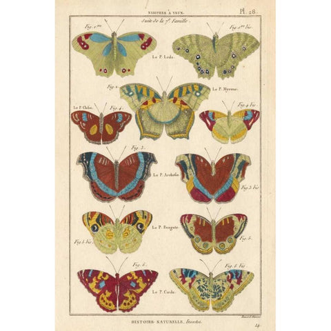Histoire Naturelle Butterflies V Gold Ornate Wood Framed Art Print with Double Matting by Unknown