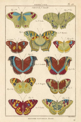 Histoire Naturelle Butterflies V White Modern Wood Framed Art Print with Double Matting by Unknown