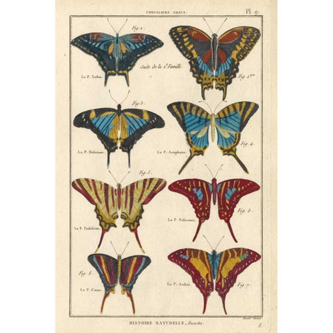 Histoire Naturelle Butterflies VI Black Modern Wood Framed Art Print with Double Matting by Unknown