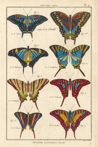 Histoire Naturelle Butterflies VI White Modern Wood Framed Art Print with Double Matting by Unknown