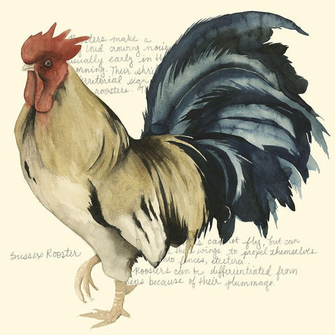 Custom Roosters Crow II (ASH) White Modern Wood Framed Art Print with Double Matting by Popp, Grace