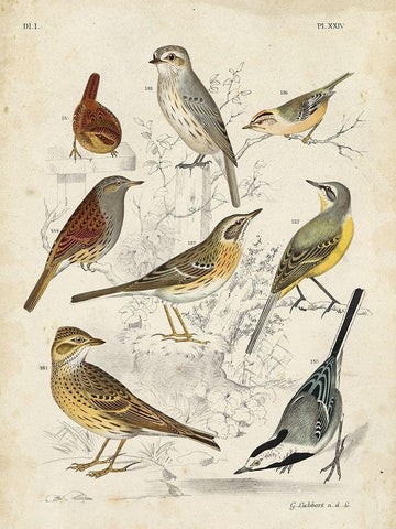 Custom Gathering of Birds I (ASH) White Modern Wood Framed Art Print with Double Matting by Lubbert, G.