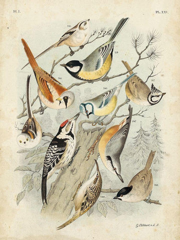 Custom Gathering of Birds II (ASH) White Modern Wood Framed Art Print with Double Matting by Lubbert, G.