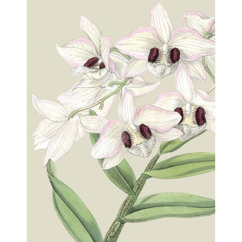 Custom Orchid Blooms II (ASH) Black Modern Wood Framed Art Print with Double Matting by Vision Studio
