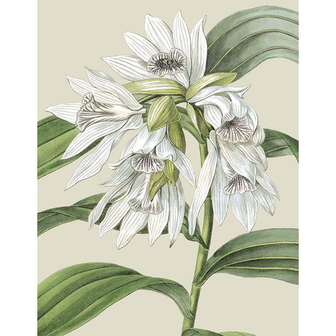 Custom Orchid Blooms III (ASH) White Modern Wood Framed Art Print by Vision Studio