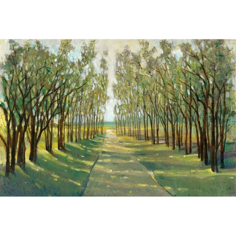 Forest Path Black Modern Wood Framed Art Print with Double Matting by OToole, Tim