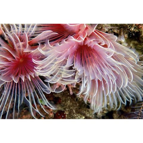 Flirtatious Too - Batangos, Philippines Gold Ornate Wood Framed Art Print with Double Matting by Factor, Beverly