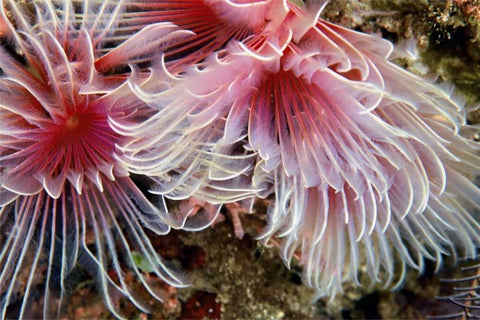 Flirtatious Too - Batangos, Philippines Black Ornate Wood Framed Art Print with Double Matting by Factor, Beverly