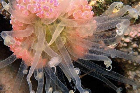 Ballerina - Thailand Black Ornate Wood Framed Art Print with Double Matting by Factor, Beverly