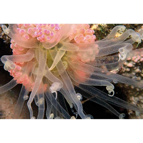 Ballerina - Thailand Black Modern Wood Framed Art Print by Factor, Beverly