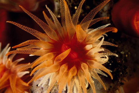 Bewitched - Menado, Indonesia Black Ornate Wood Framed Art Print with Double Matting by Factor, Beverly