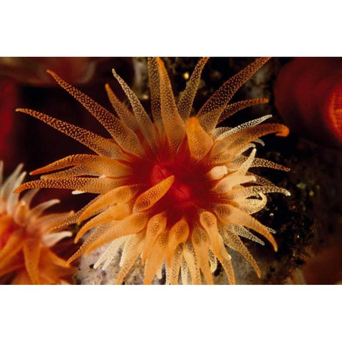 Bewitched - Menado, Indonesia Black Modern Wood Framed Art Print by Factor, Beverly