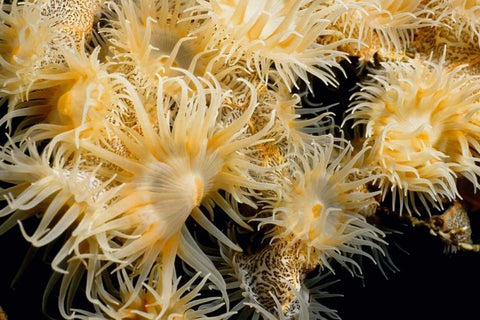 Flowering Desire - Thailand White Modern Wood Framed Art Print with Double Matting by Factor, Beverly