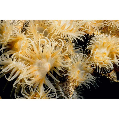 Flowering Desire - Thailand Black Modern Wood Framed Art Print with Double Matting by Factor, Beverly