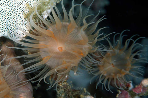 Flowering Grace - Indonesia Black Ornate Wood Framed Art Print with Double Matting by Factor, Beverly