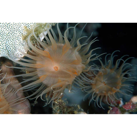 Flowering Grace - Indonesia Gold Ornate Wood Framed Art Print with Double Matting by Factor, Beverly