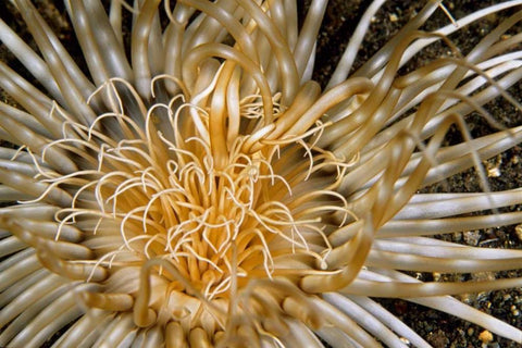 Pure Dazzle - N. Sulawesi, Indonesia White Modern Wood Framed Art Print with Double Matting by Factor, Beverly