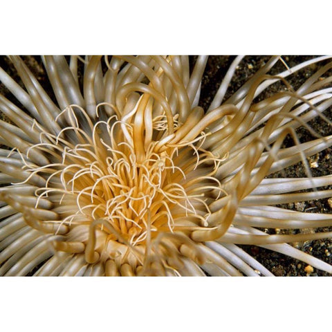 Pure Dazzle - N. Sulawesi, Indonesia Black Modern Wood Framed Art Print with Double Matting by Factor, Beverly