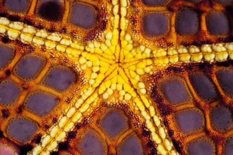 Purple Star - Wakatoobi, Indonesia White Modern Wood Framed Art Print with Double Matting by Factor, Beverly