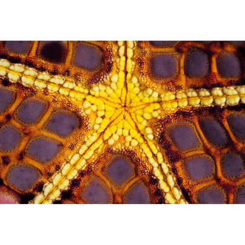 Purple Star - Wakatoobi, Indonesia Black Modern Wood Framed Art Print by Factor, Beverly