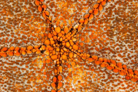 Orange Star - N. Sulawesi, Indonesia White Modern Wood Framed Art Print with Double Matting by Factor, Beverly