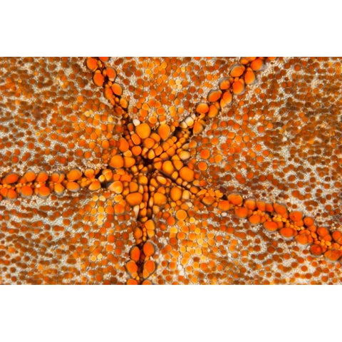 Orange Star - N. Sulawesi, Indonesia Gold Ornate Wood Framed Art Print with Double Matting by Factor, Beverly
