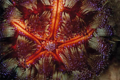 Star Power - Indonesia White Modern Wood Framed Art Print with Double Matting by Factor, Beverly