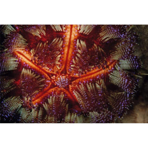 Star Power - Indonesia Gold Ornate Wood Framed Art Print with Double Matting by Factor, Beverly