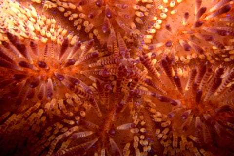 Red Hot - Indonesia Black Ornate Wood Framed Art Print with Double Matting by Factor, Beverly