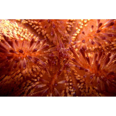 Red Hot - Indonesia Gold Ornate Wood Framed Art Print with Double Matting by Factor, Beverly