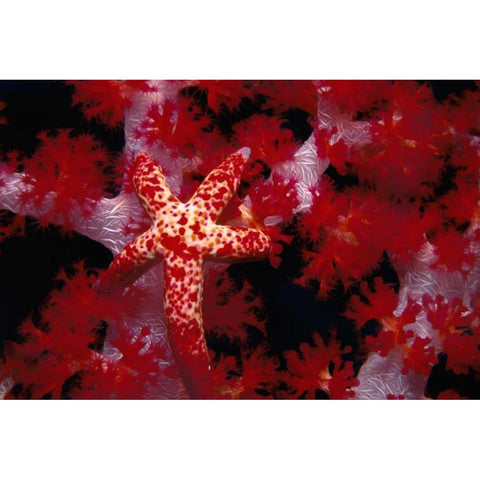 Red Star - Nusa Kode, Indonesia White Modern Wood Framed Art Print by Factor, Beverly