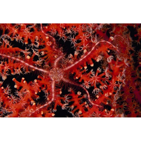 Stars - Indonesia White Modern Wood Framed Art Print by Factor, Beverly