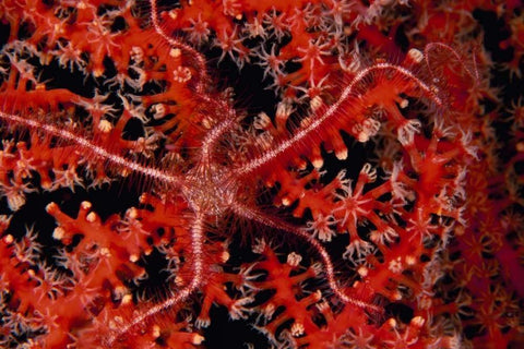 Stars - Indonesia Black Ornate Wood Framed Art Print with Double Matting by Factor, Beverly