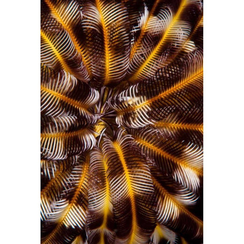 Feather Treasure - N. Sulawesi, Indonesia Gold Ornate Wood Framed Art Print with Double Matting by Factor, Beverly