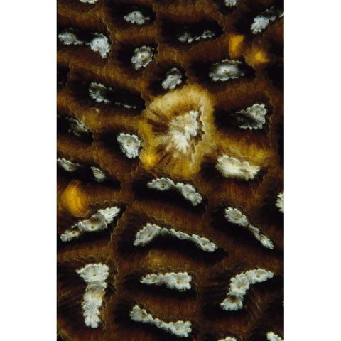 Discovery - Malaysia Gold Ornate Wood Framed Art Print with Double Matting by Factor, Beverly